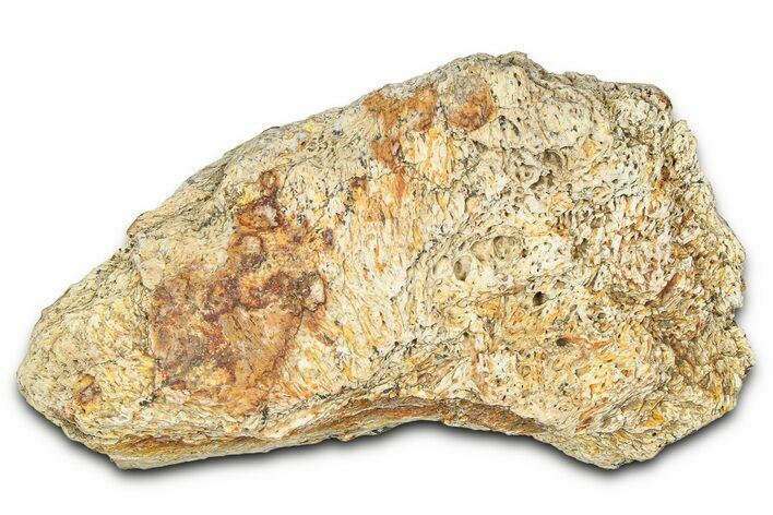 Dinosaur (Triceratops) Frill Shield Section - Montana #373867